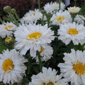 Leucanthemum Superbum 'S.Freak'