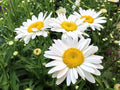 Leucanthemum 'Max Becky'