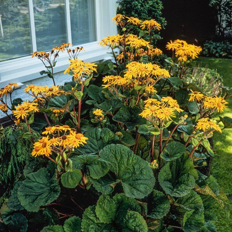 Ligularia Dentata 'Othello'