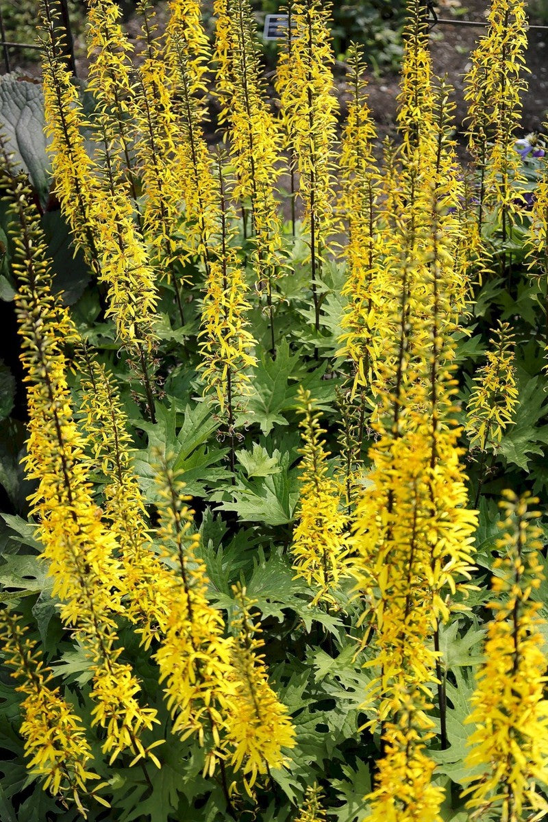 Ligularia Przewalskii