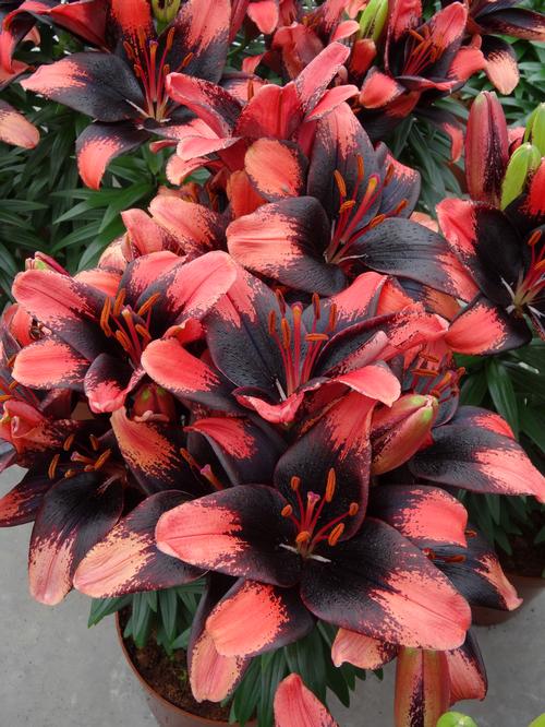 Lily (Asiatic) 'Tiny Shadow'