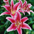 Oriental Lily 'Stargazer'