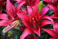 Lilium (Asiatic) 'Tiny Ghost'
