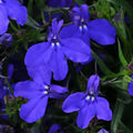 Lobelia 'Magadi Blue Dark'