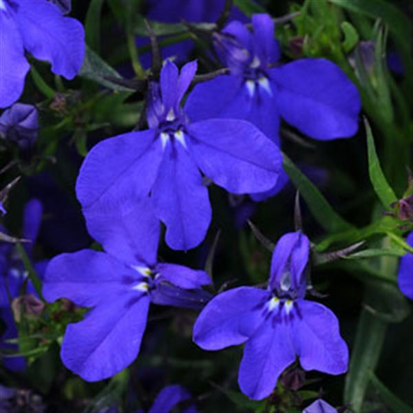Lobelia 'Magadi Blue Dark'