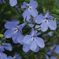Lobelia 'Magadi Electric Blue'