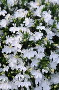Lobelia 'Magadi White'