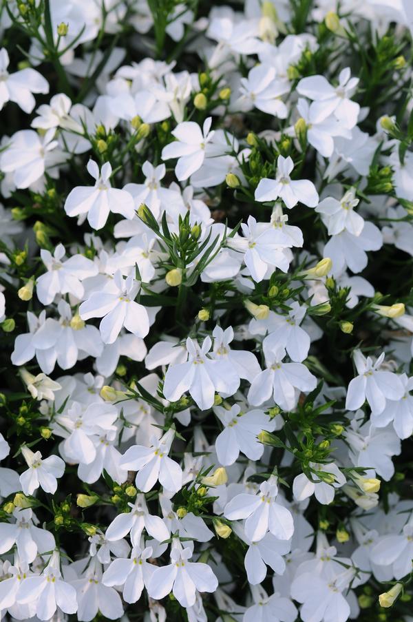 Lobelia 'Magadi White'