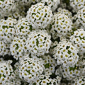Lobularia 'Easy Breezy White'