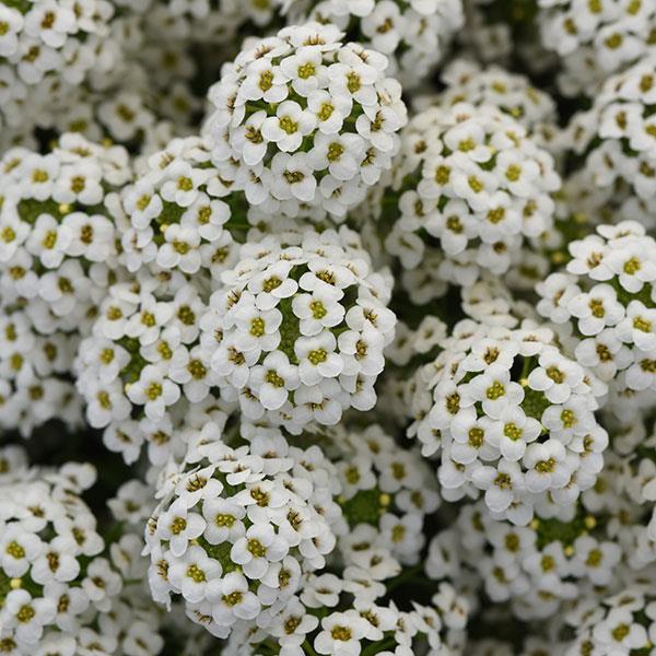 Lobularia 'Easy Breezy White'