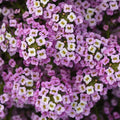 Lobularia 'Easy Breezy Purple'
