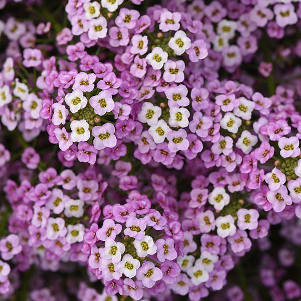 Lobularia 'Easy Breezy Purple'