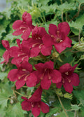 Lophospermum 'Lofos Wine Red'