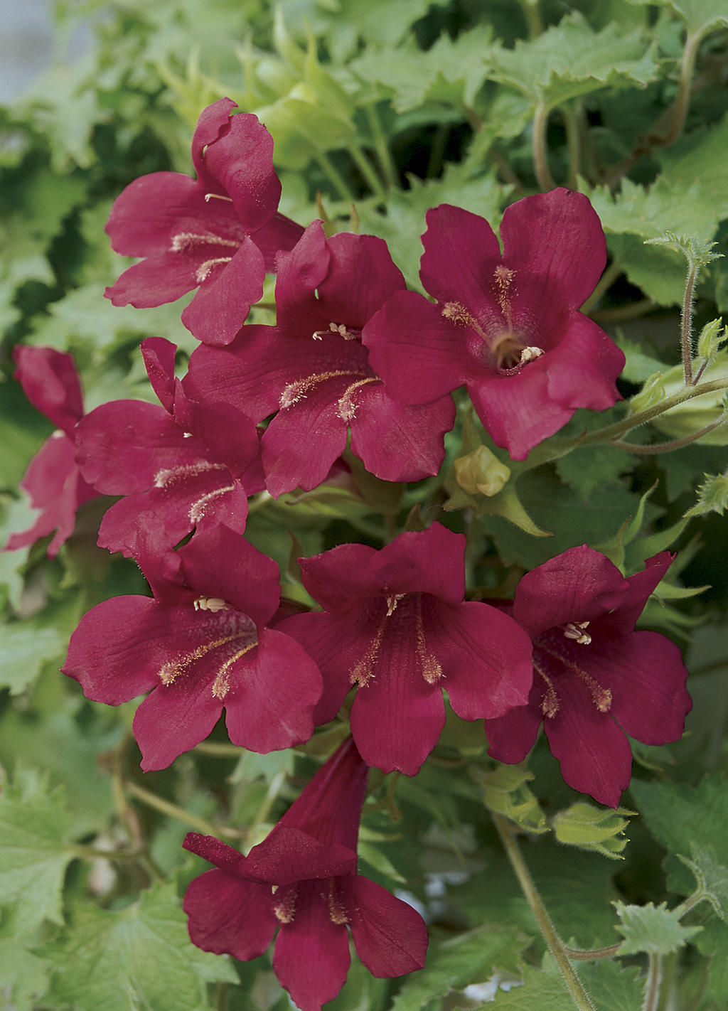 Lophospermum 'Lofos Wine Red'