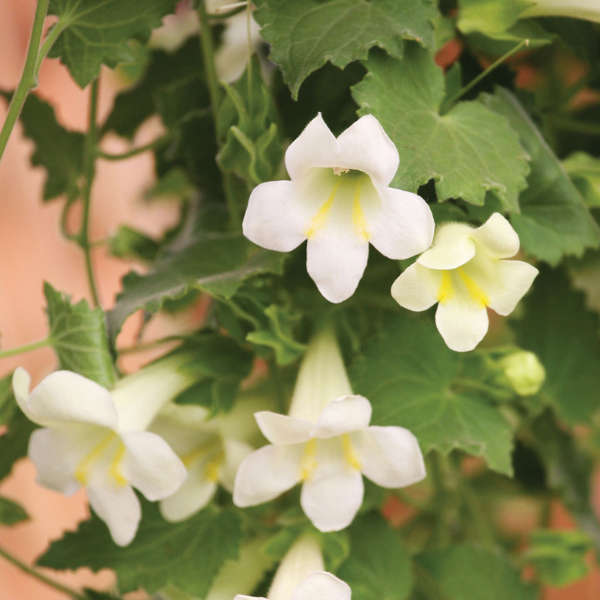 Lophospermum 'Lofos White'