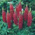 Lupinus Gallery