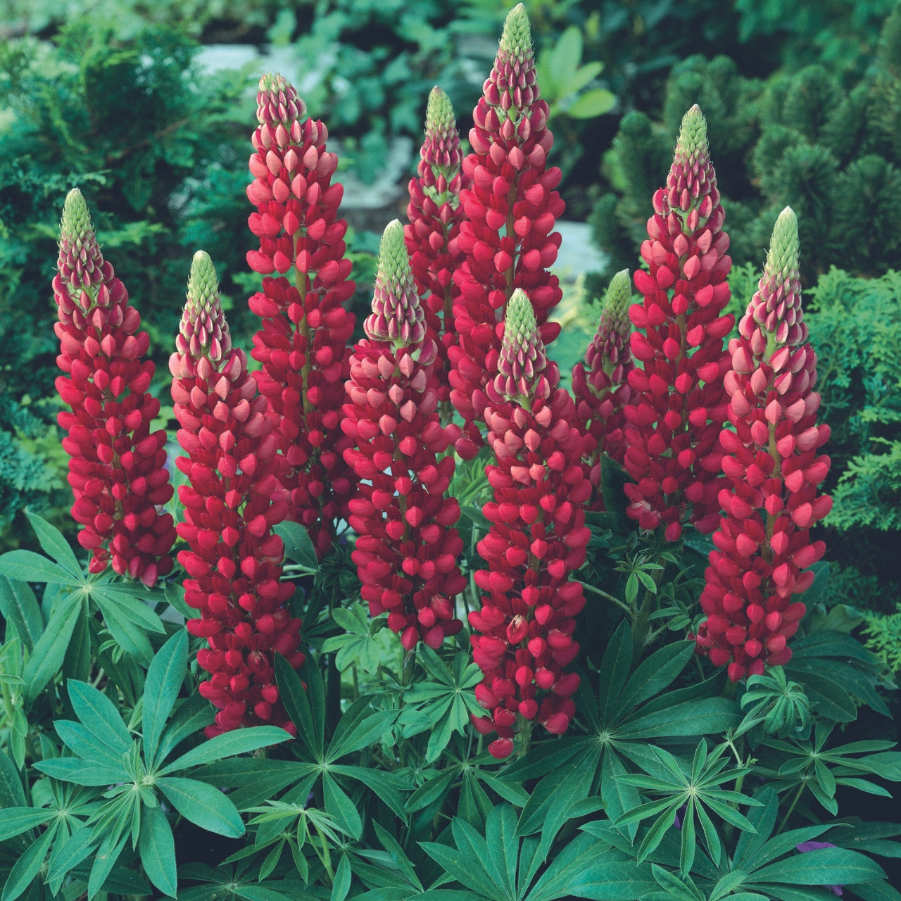 Lupinus Gallery