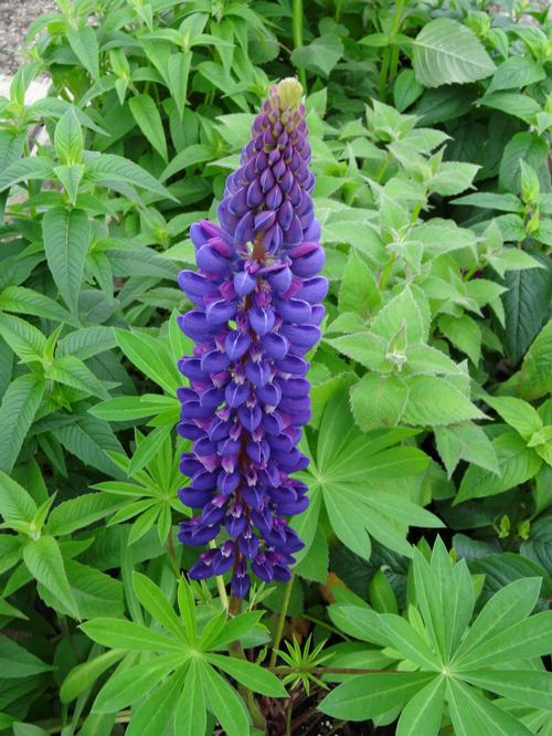 Lupinus Gallery