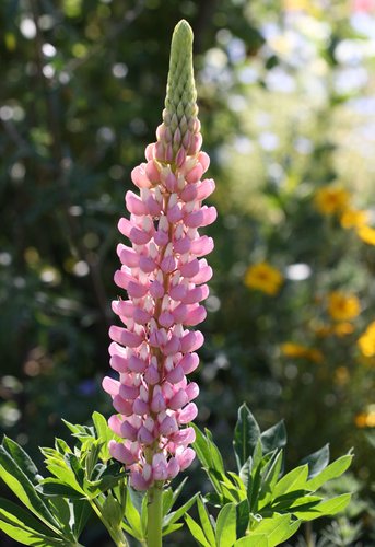 Lupinus Gallery