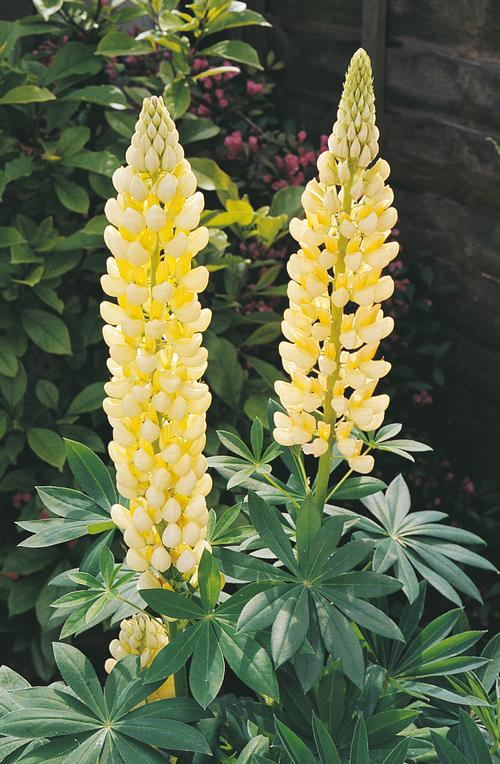 Lupinus Gallery