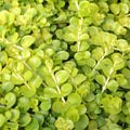 Lysimachia Nummularia 'Goldilocks'