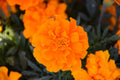 Marigold 'Durango Orange'
