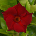 Mandevilla 'Tropica Medium Red'