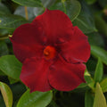 Mandevilla 'Tropical Grande Merlot'