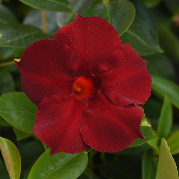 Mandevilla 'Tropical Grande Merlot'