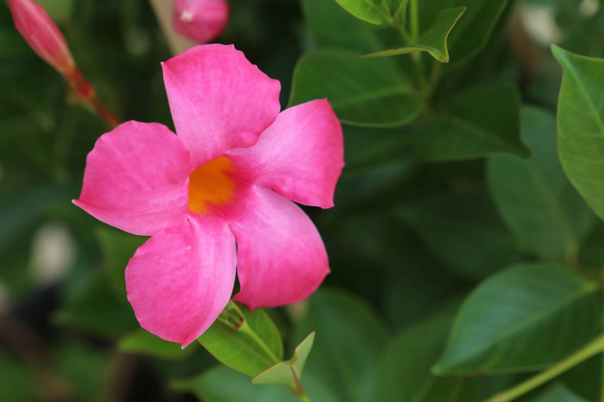Mandevilla 'Tropical Grande Pink'