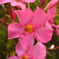 Mandevilla 'Tropica Modesto Pink'