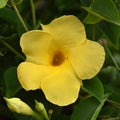Mandevilla 'Tropica Grande Citron'