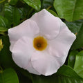 Mandevilla 'Tropica Grandiosa White'