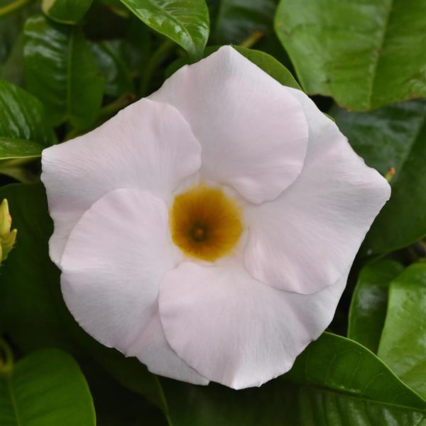 Mandevilla 'Tropica Grandiosa White'