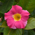 Mandevilla 'Tropica Unico Pink + Yellow'