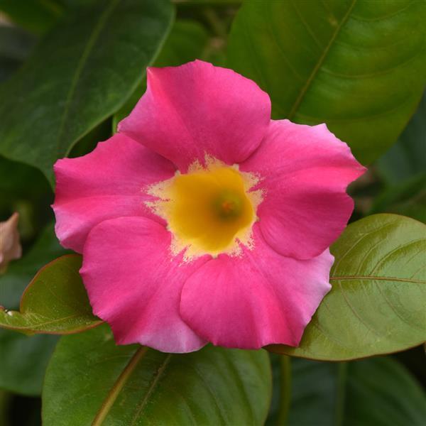 Mandevilla 'Tropica Unico Pink + Yellow'
