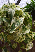 Pothos 'Marble Queen'