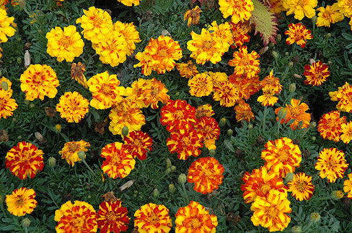 Marigold 'Durango Bolero'