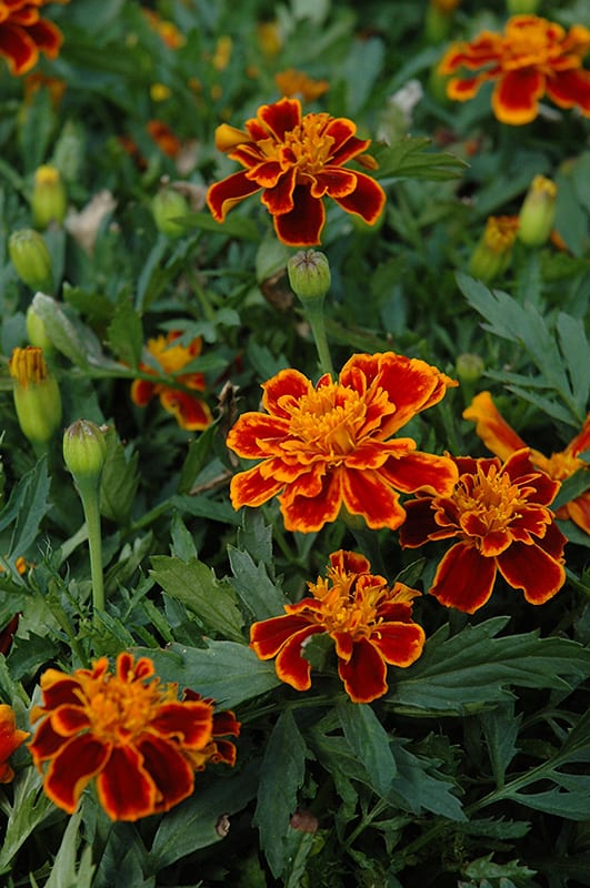 Marigold 'Durango Flame'