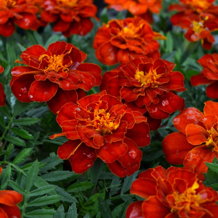Marigold 'Durango Red'