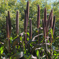 Millet 'Purple Baron'