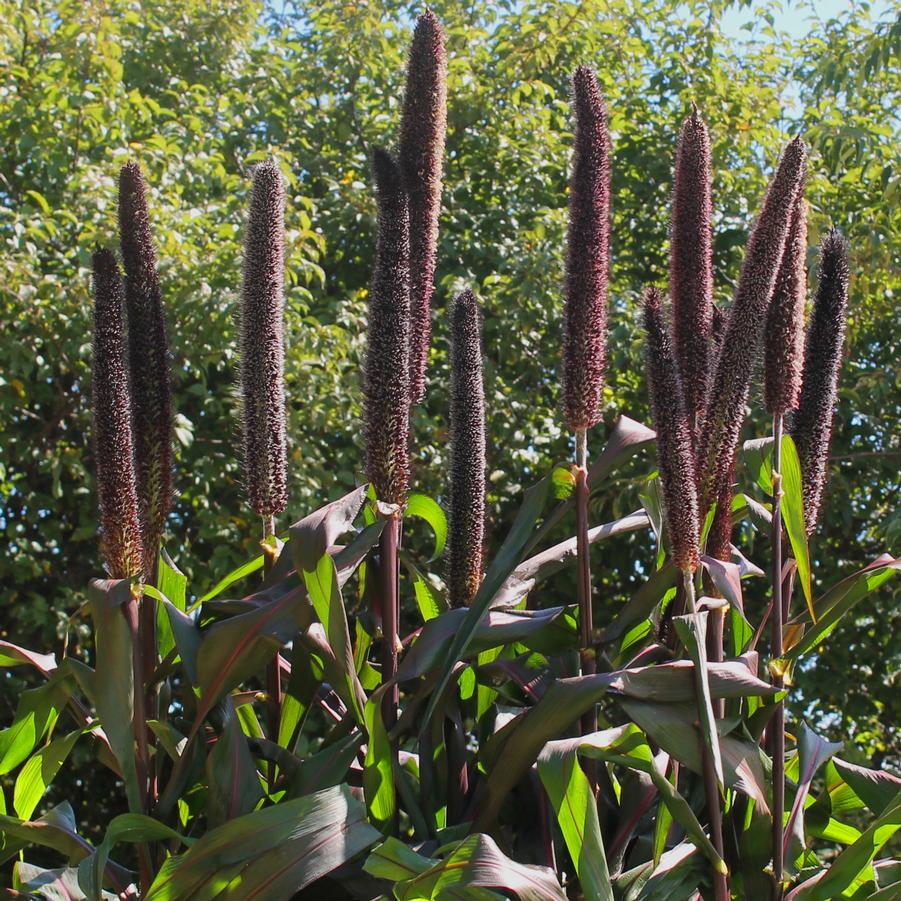 Millet 'Purple Baron'