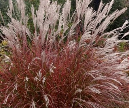 Miscanthus sinensis 'Little Miss'