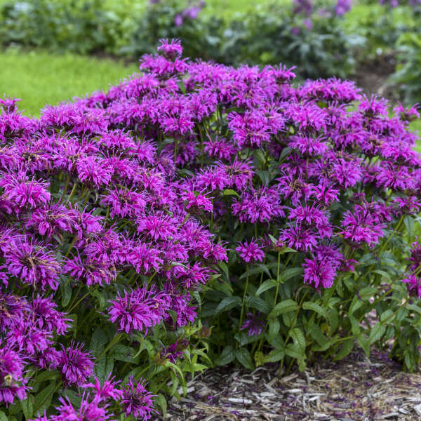Monarda 'Balmy'