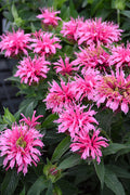 Monarda 'Balmy'