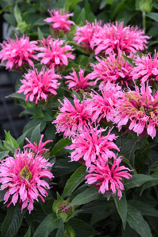 Monarda 'Balmy'