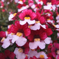 Nemesia 'Nessie Plus Cherry on Ice'