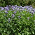 Catmint 'Blue Prelude'