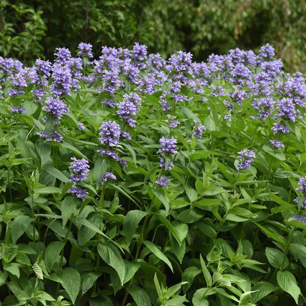 Catmint 'Blue Prelude'
