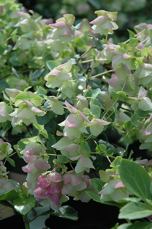 Origanum 'Kent Beauty'